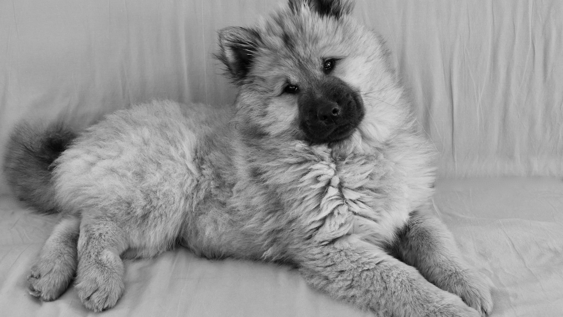 adopter Eurasier