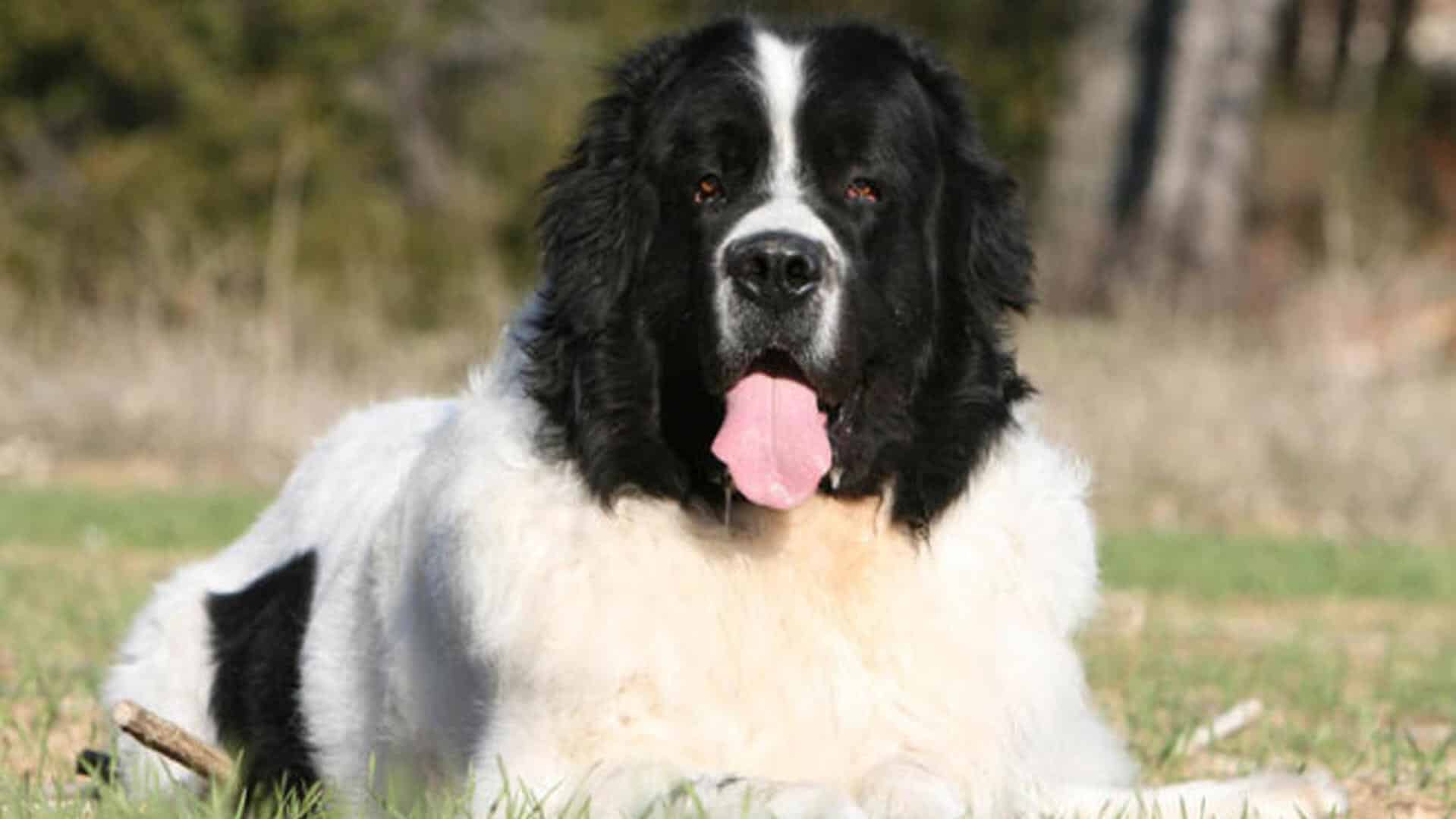 adopter Landseer