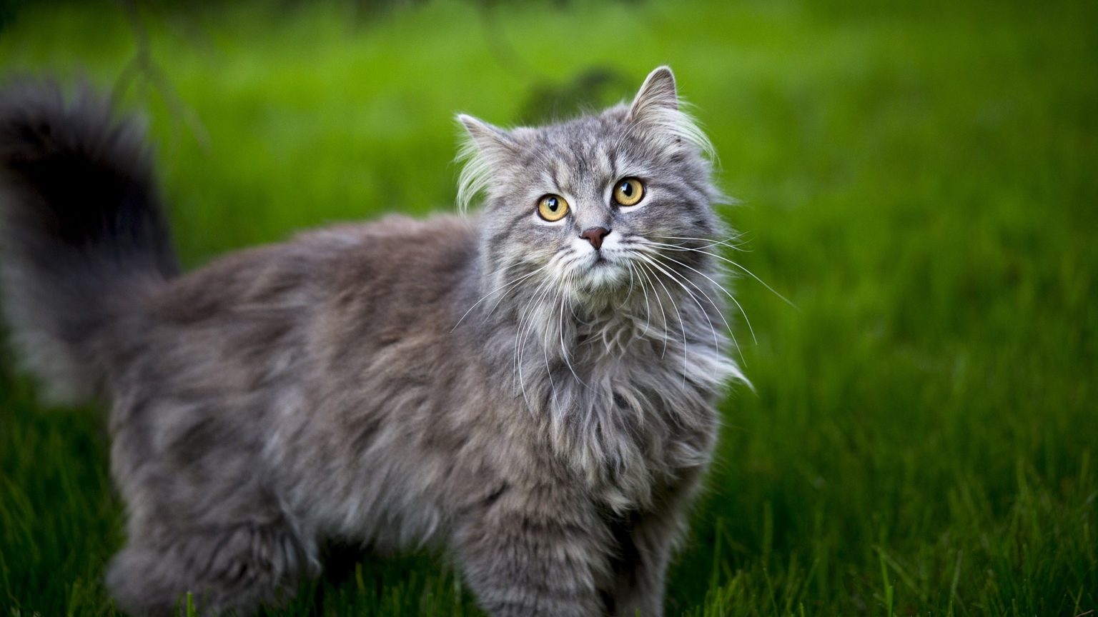 Maine Coon Prix de ce chat, Comportement & Caractère, Santé