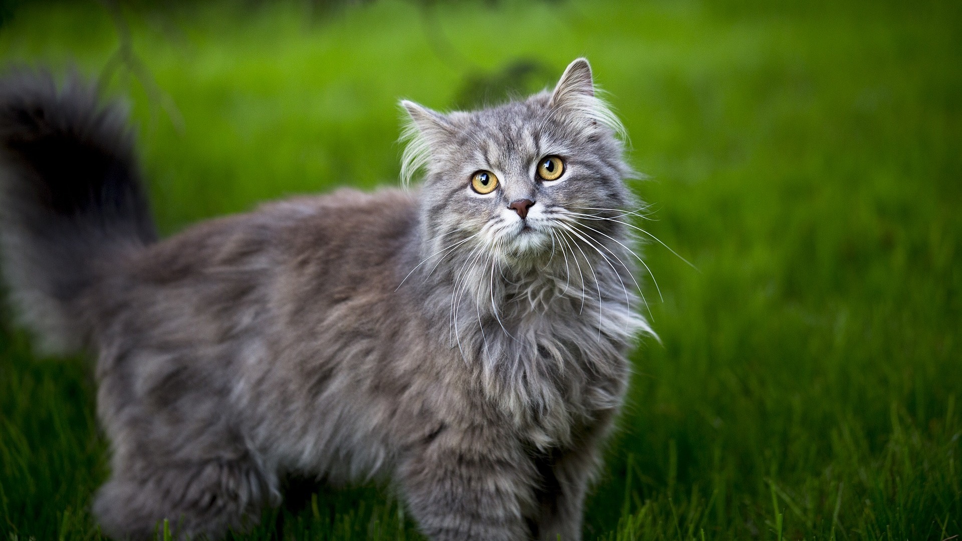 adopter Maine coon