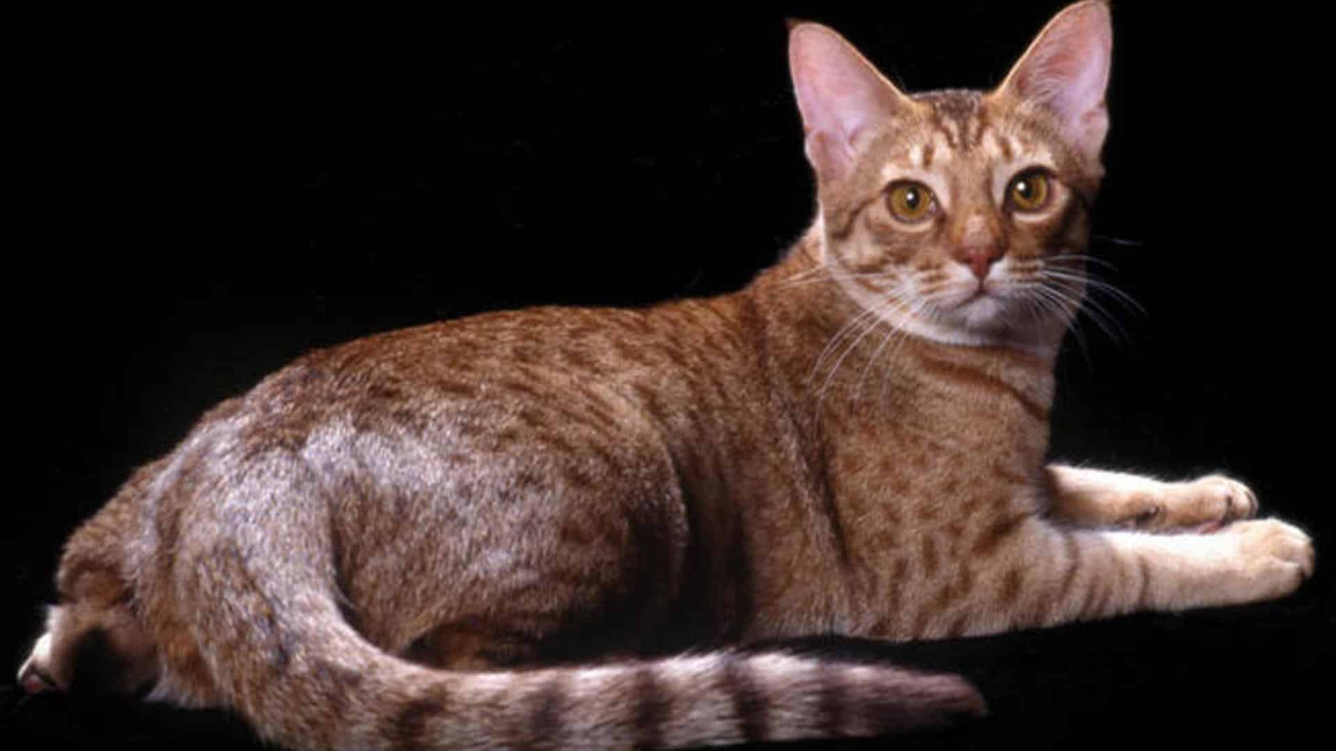 adopter Ocicat