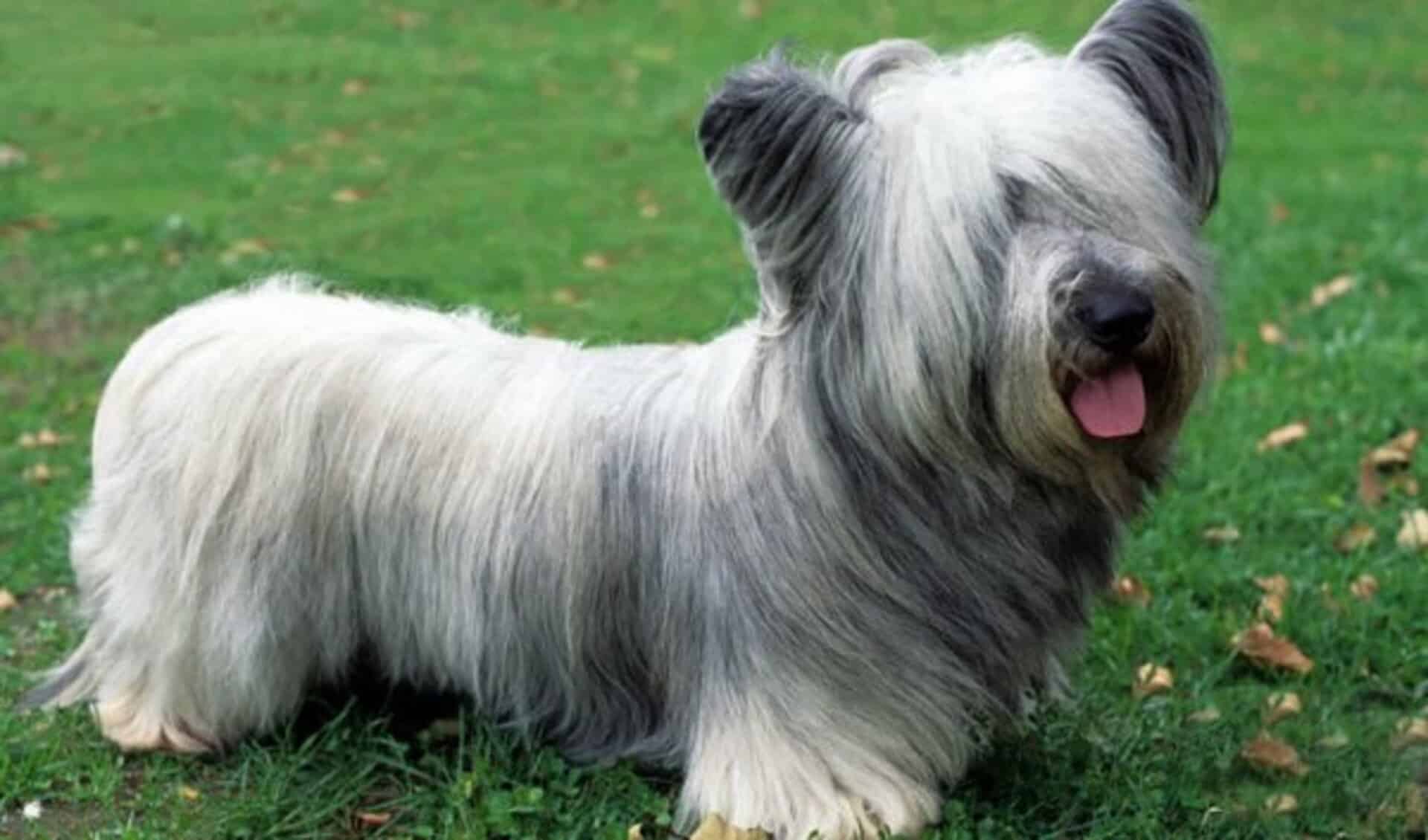 adopter Skye terrier