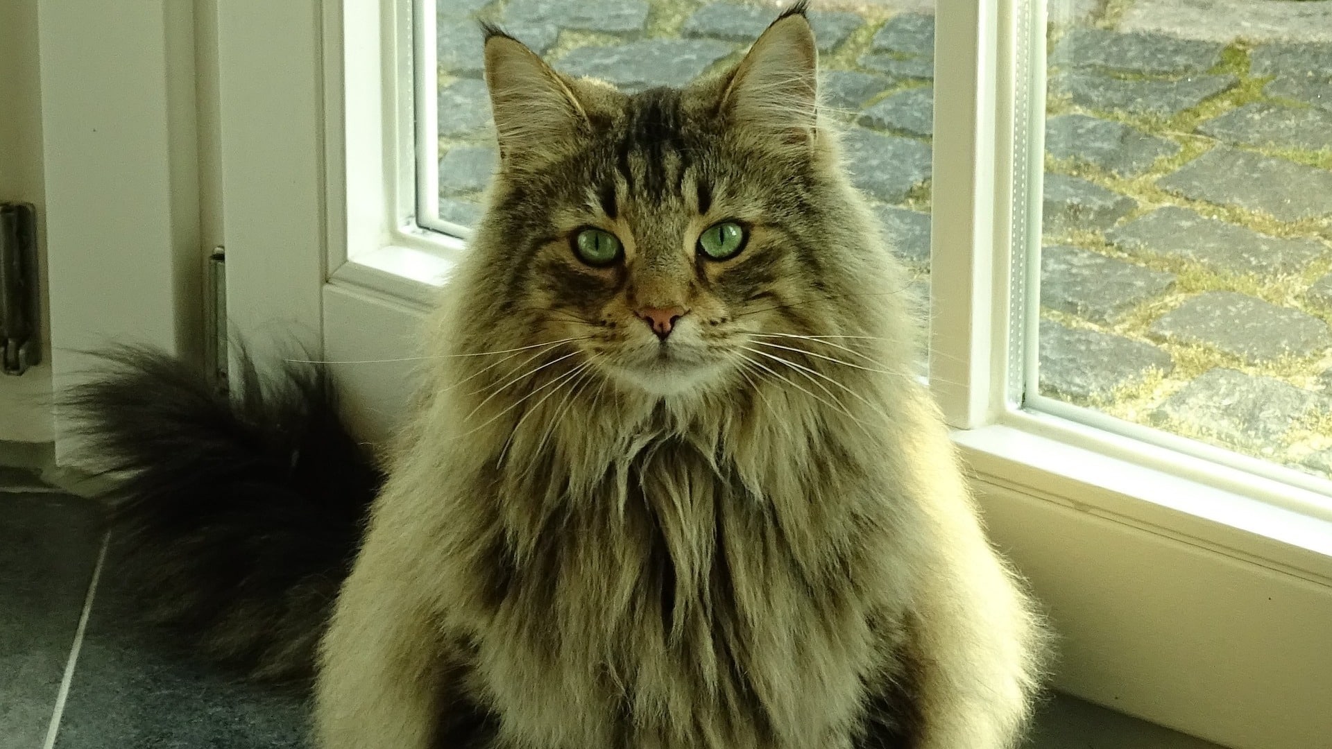 Chat Norvegien Prix Comportement Caractere Sante