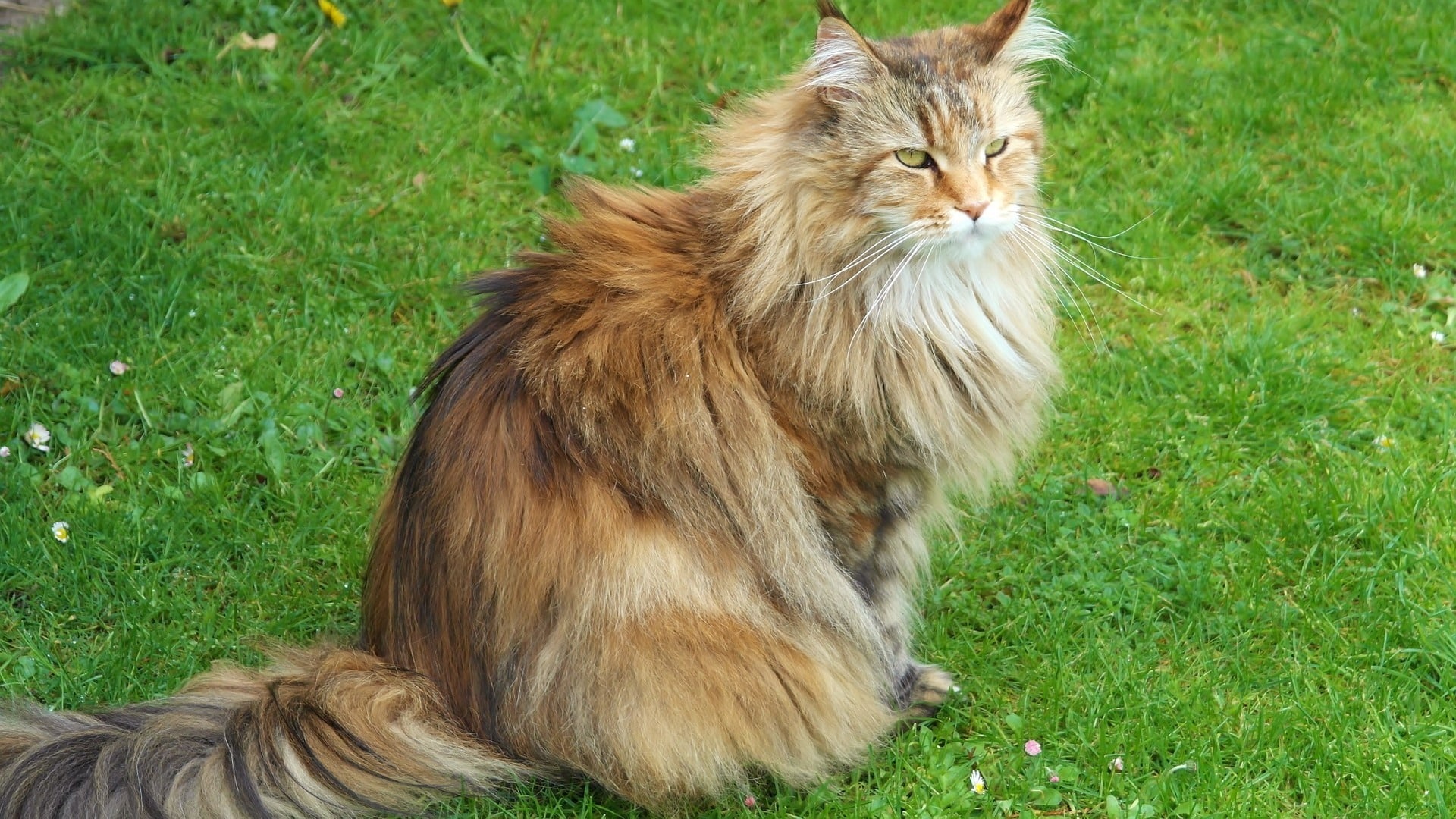 Chat Siberien Prix De Ce Chat Comportement Caractere Sante Chat Siberien Prix De Ce Chat Comportement Caractere Sante