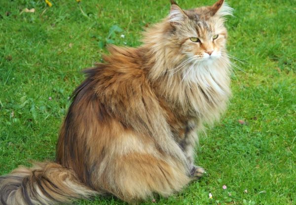 Chat Sibérien : Prix de ce chat, Comportement & Caractère, Santé
