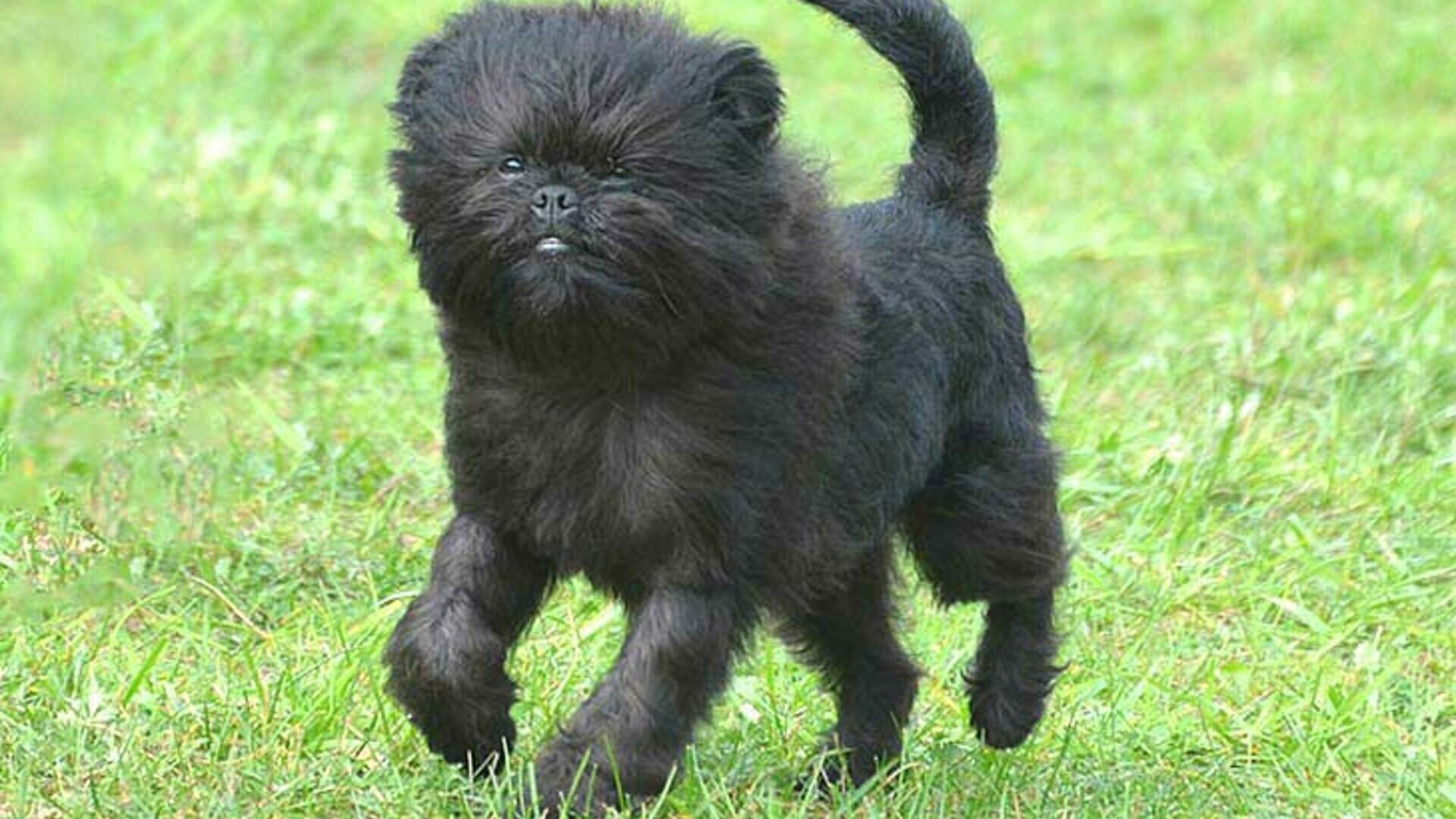 adopter un Affenpinscher