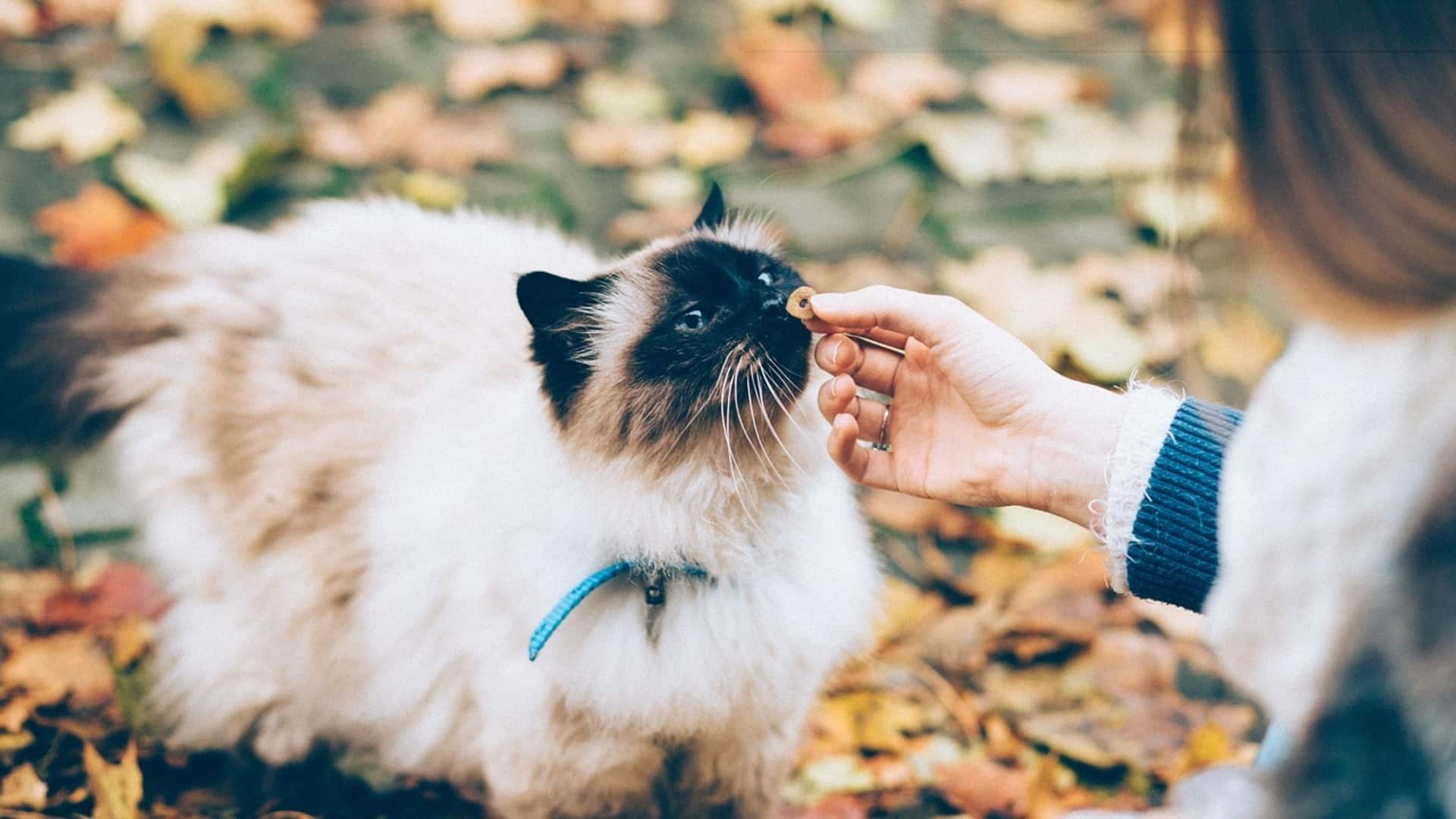 alimentation Sacré de Birmanie