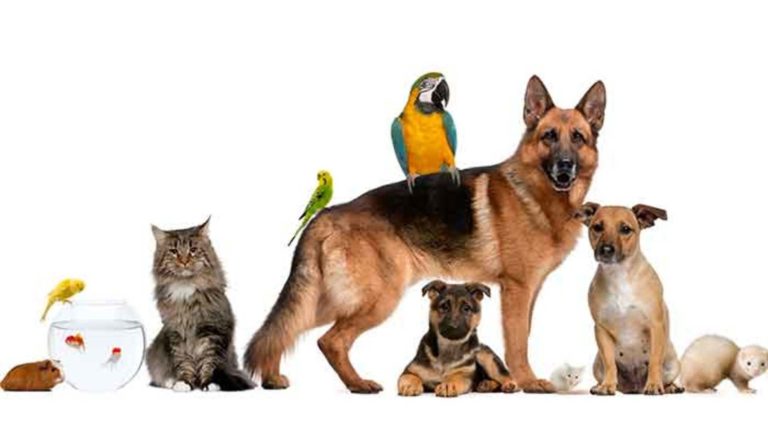 Nouveaux animaux de compagnie (NAC) autorisés en France