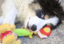 cadeaux pour les amoureux des chiens