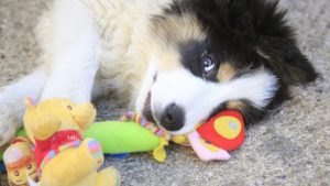 cadeaux pour les amoureux des chiens