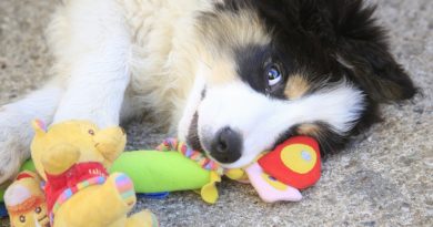 cadeaux pour les amoureux des chiens