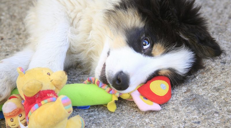 cadeaux pour les amoureux des chiens