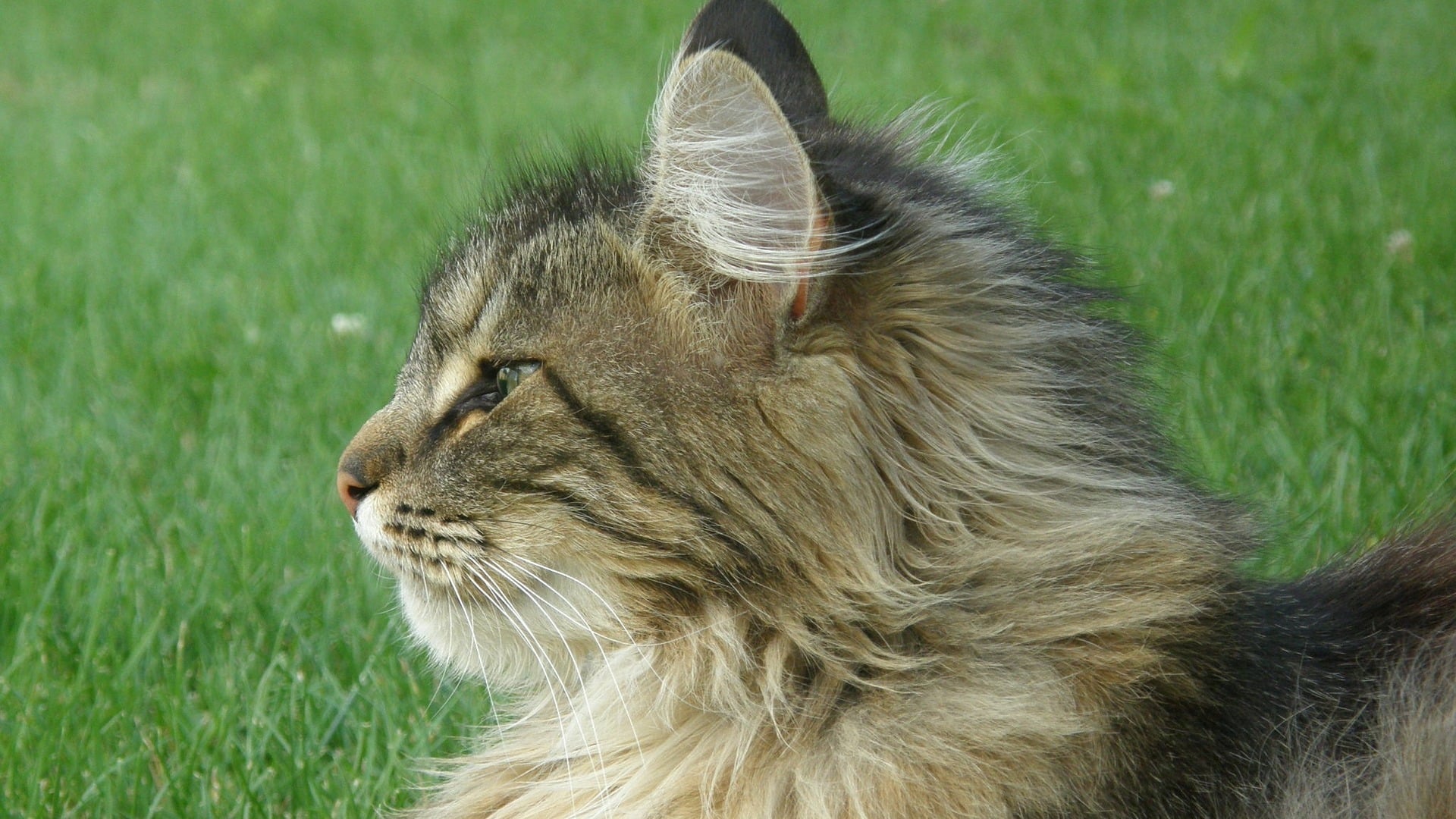 Chat Norvegien Prix Comportement Caractere Sante Chat Norvegien Prix Comportement Caractere Sante