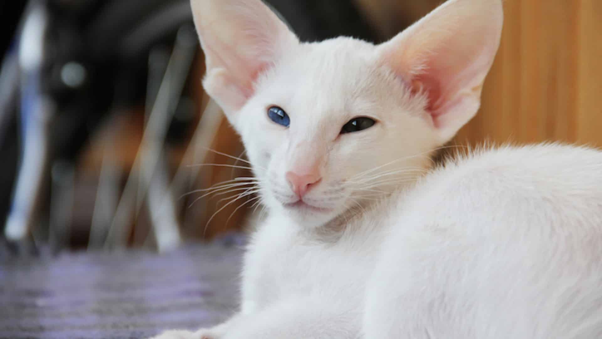 caractère chat oriental