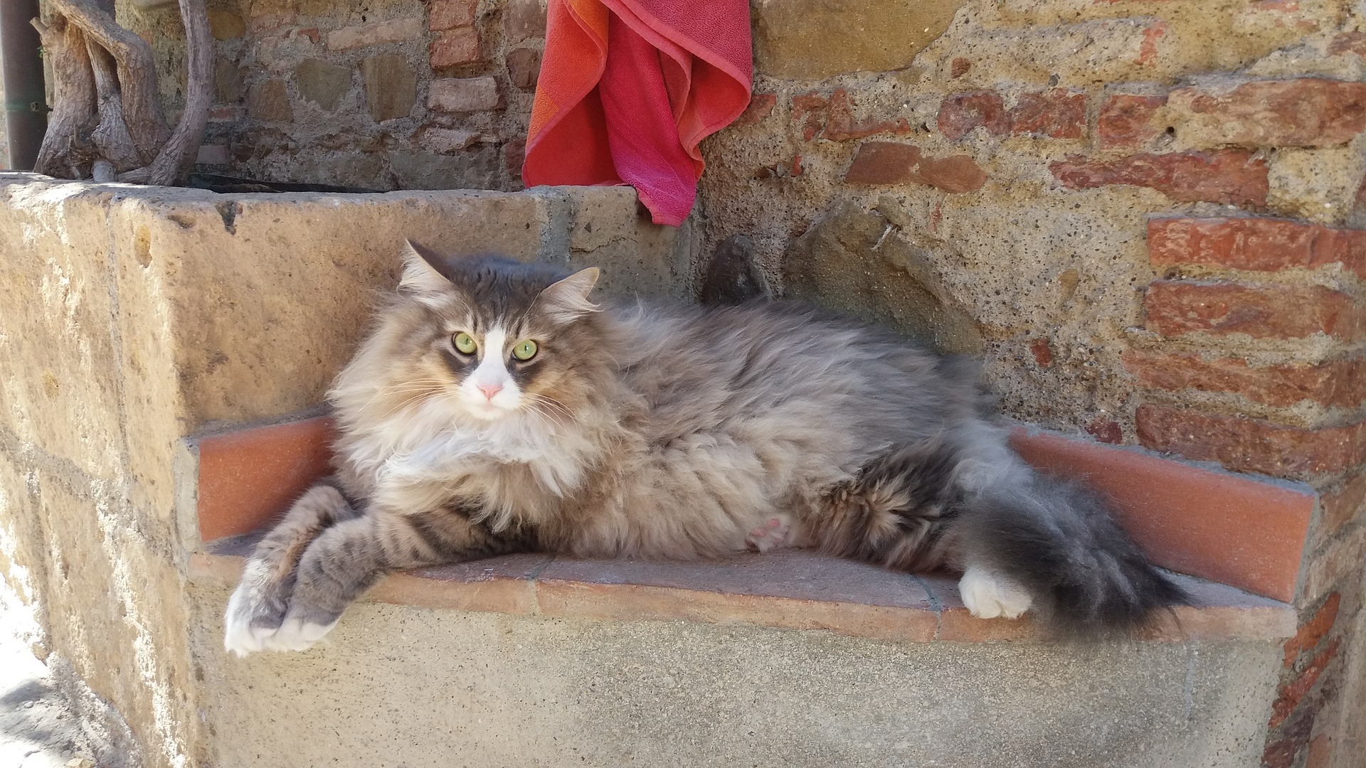 caractère chat sibérien