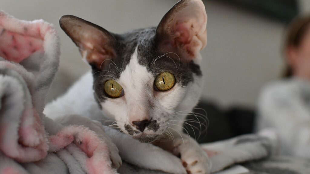 chat cornish rex