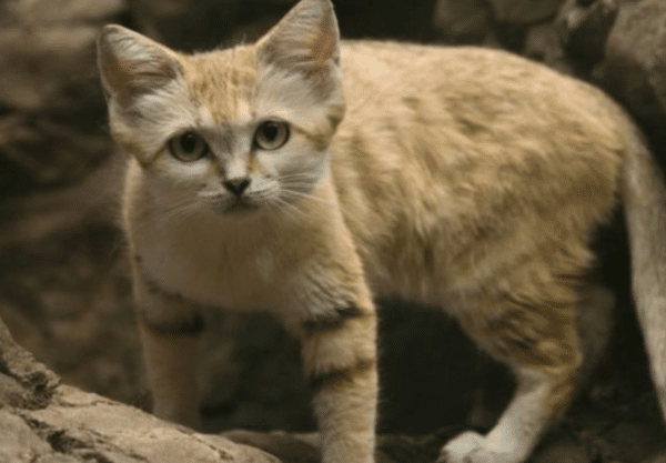 chat des sables