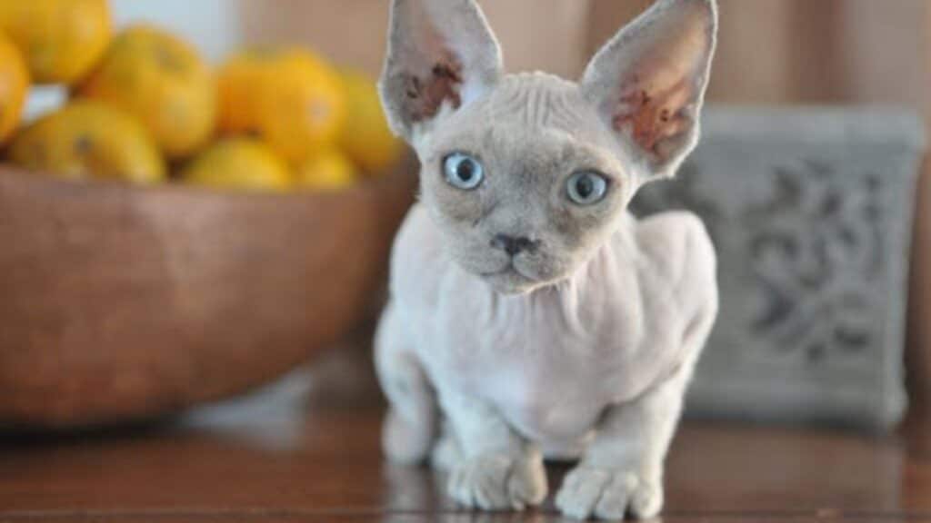 chat devon rex