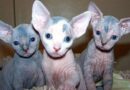 chat hypoallergénique