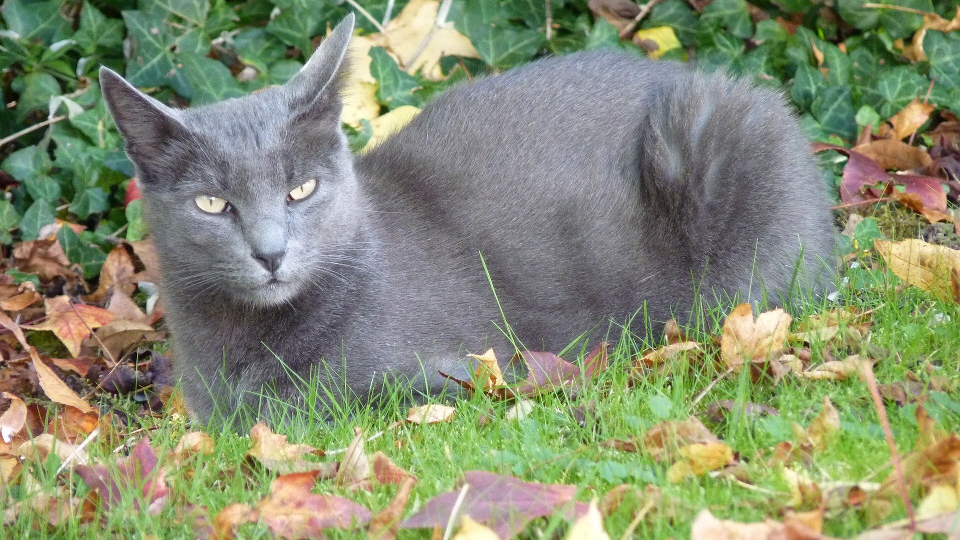 Quelle est la race de chat qui n'a pas de poils ?
