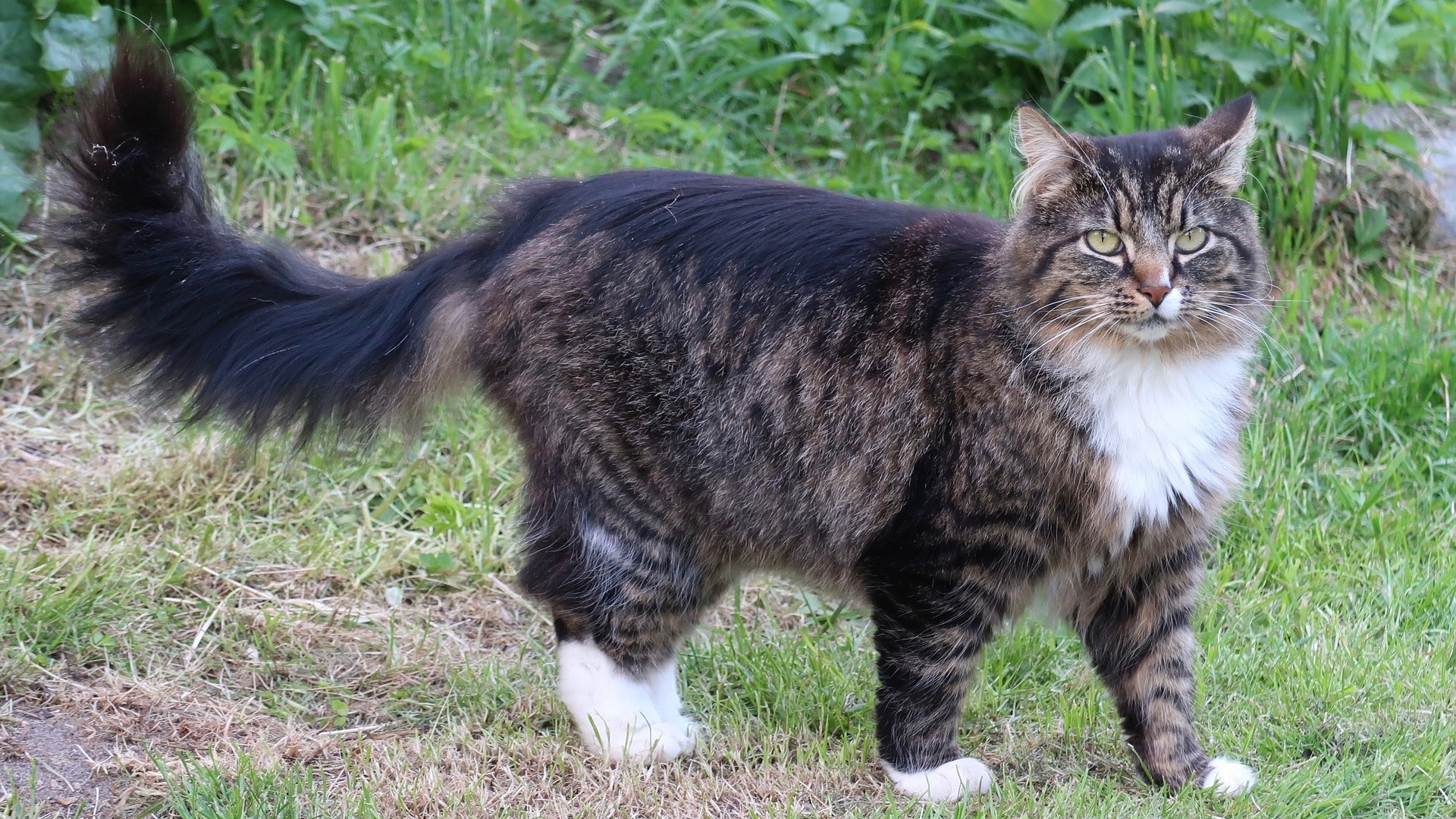 chat des forêts norvégiennes prix