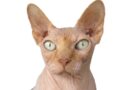 chat qui ne perd pas de poils