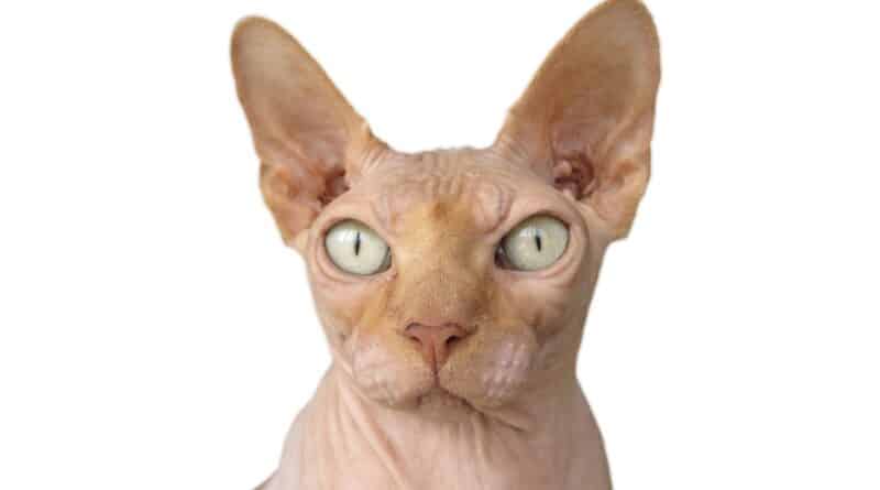 chat qui ne perd pas de poils