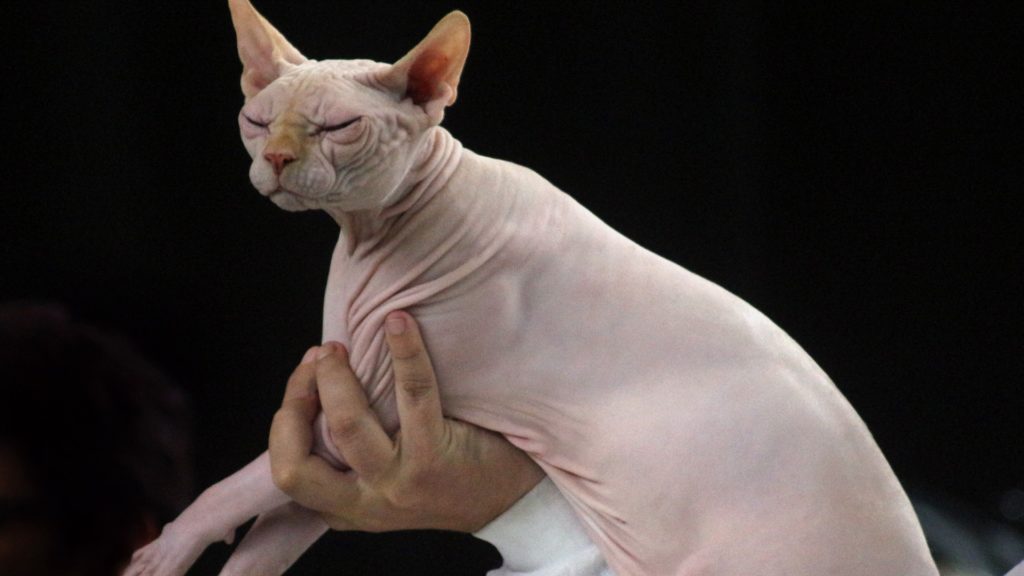 chat sphynx