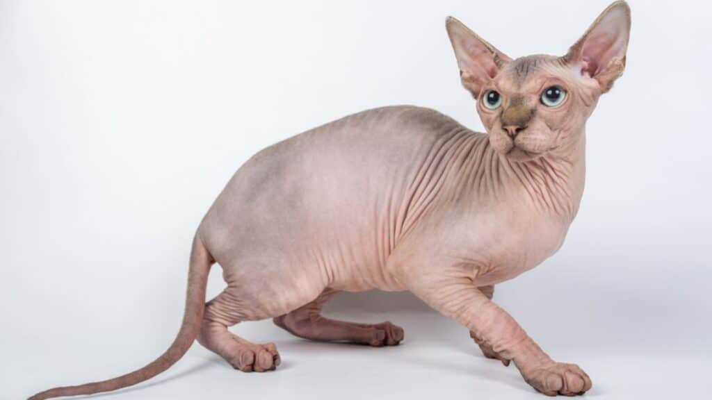 chat sphynx