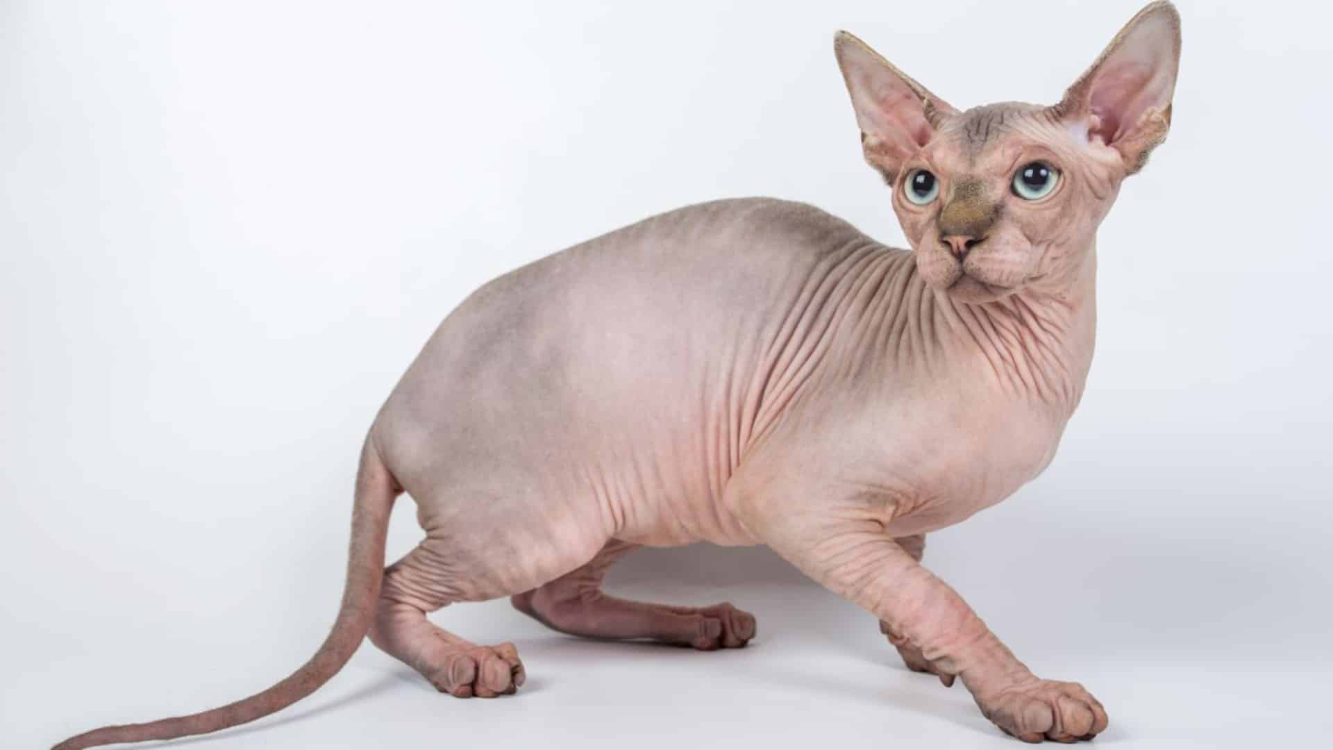 Chat hypoallergénique - Notre top 5 des races