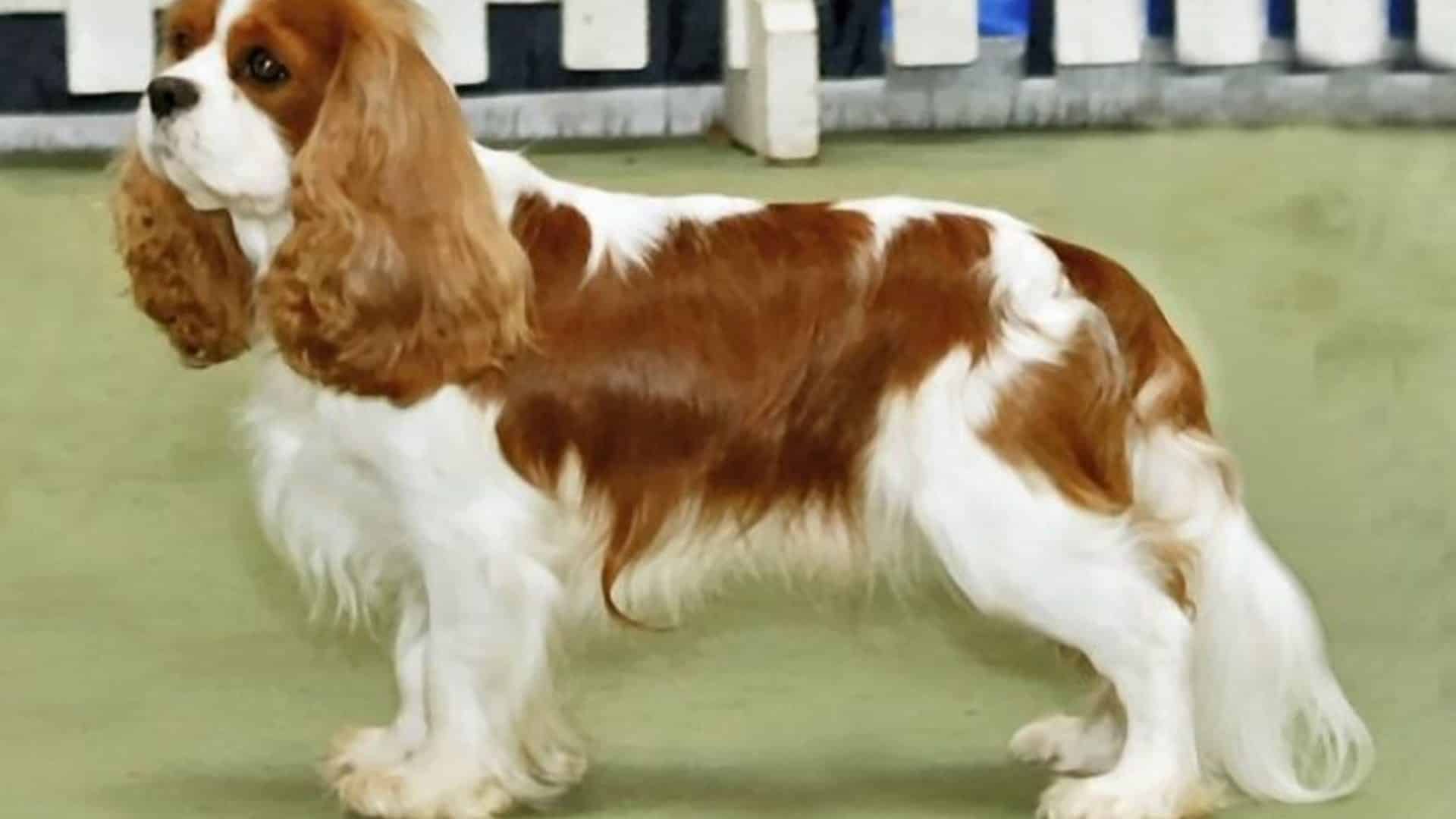 chien Cavalier King Charles Spaniel