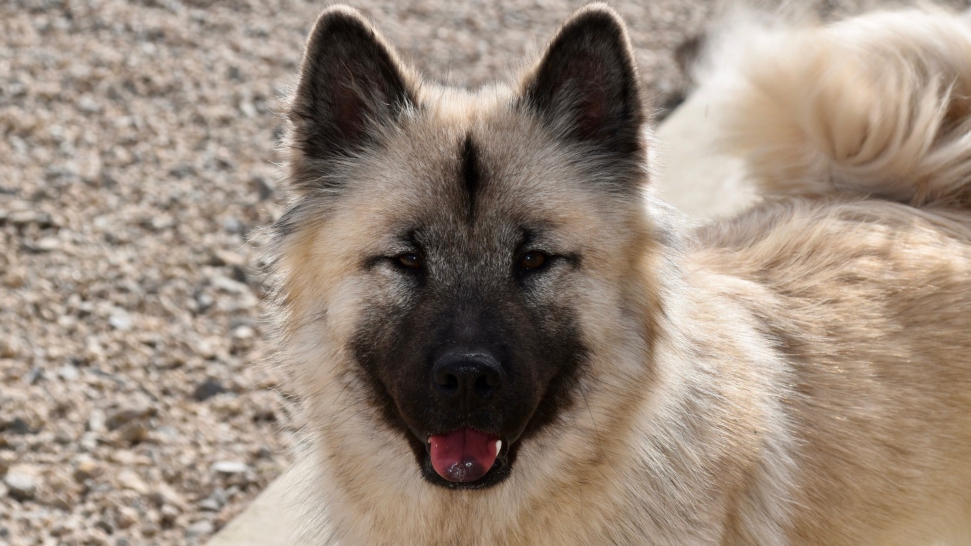 chien Eurasier