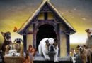 chien d'appartement