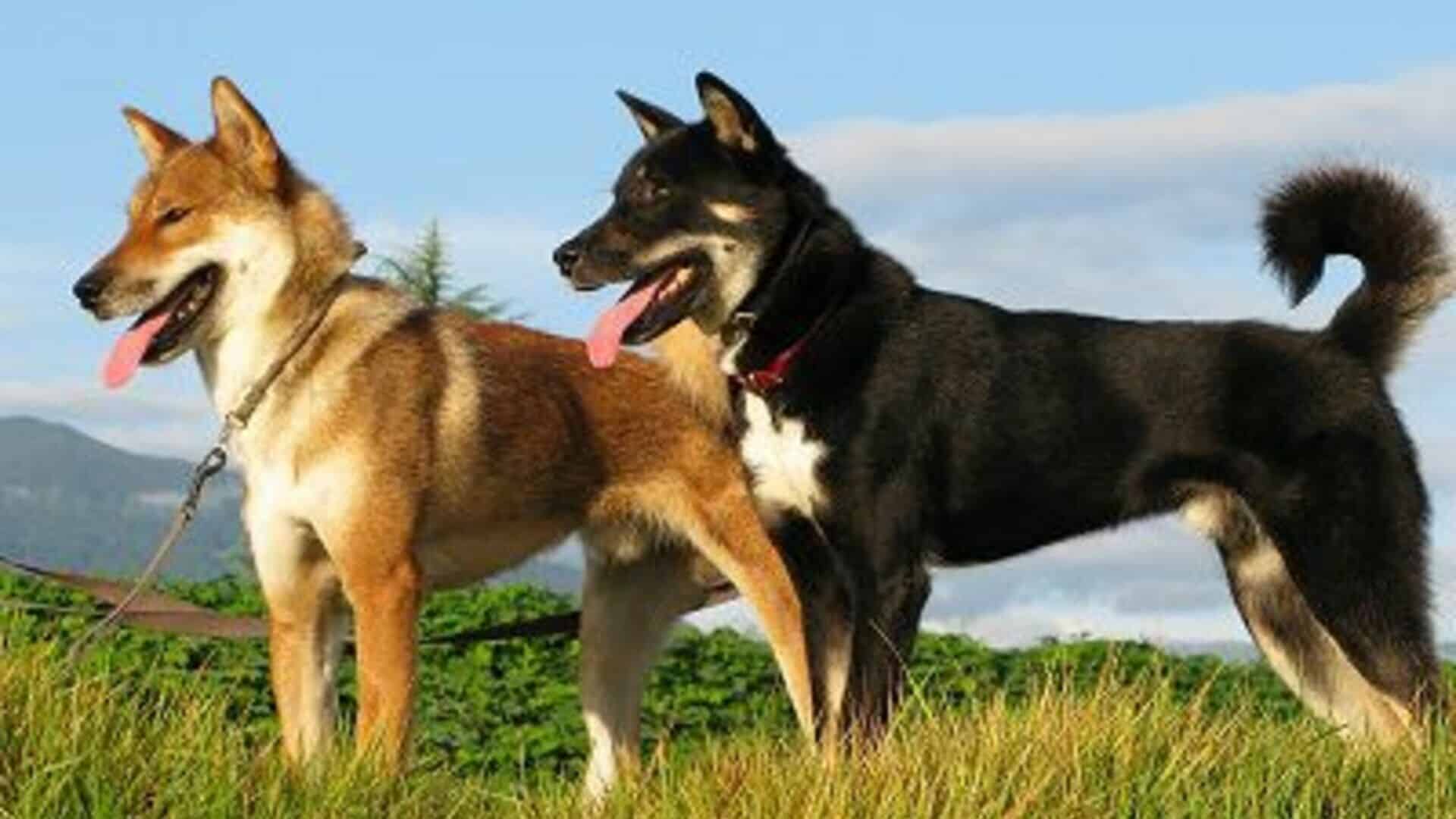 chiens shikoku