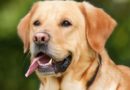 chien sourit