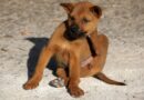 chiens et puces