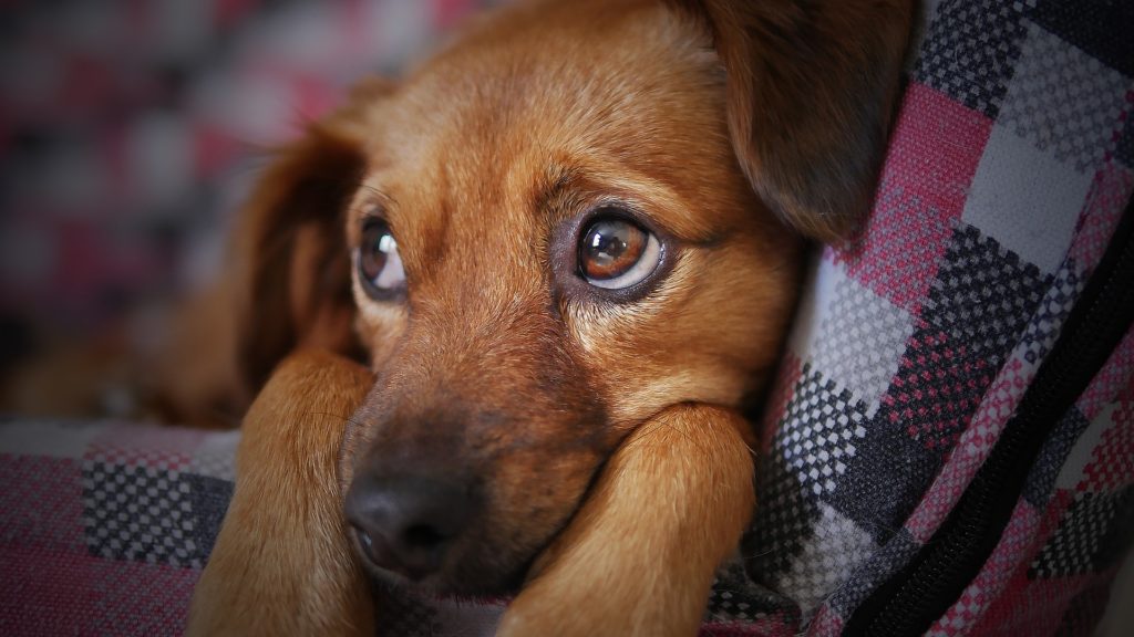 conséquences du stress chez les chiens