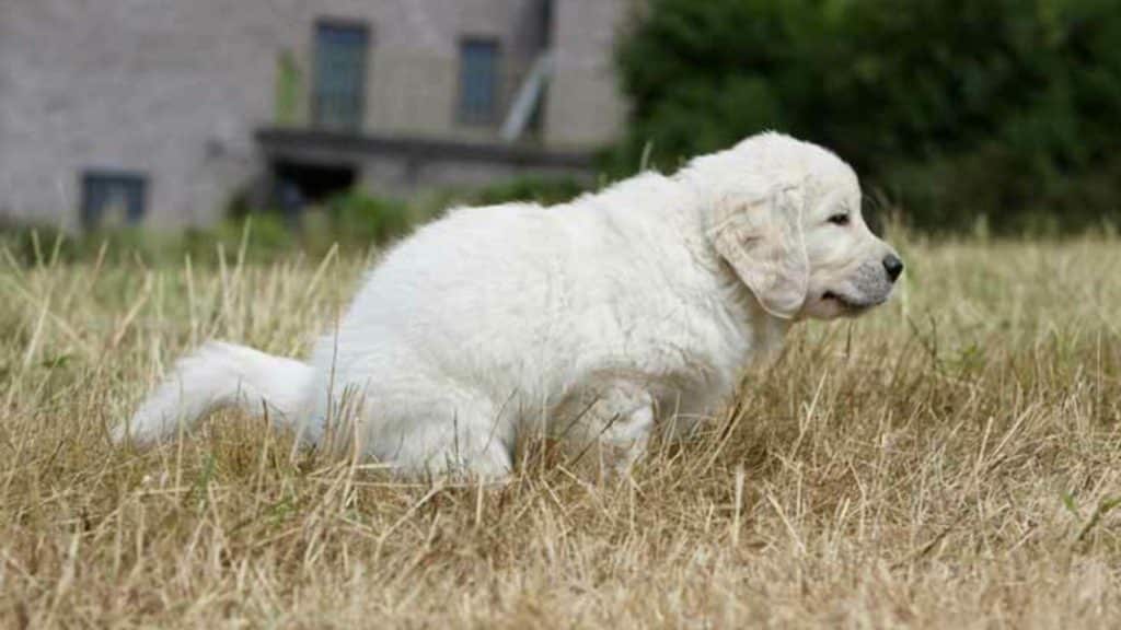 diarhée et smecta pour chien