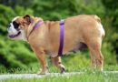 5 conseils pour aider un chien à perdre du poids