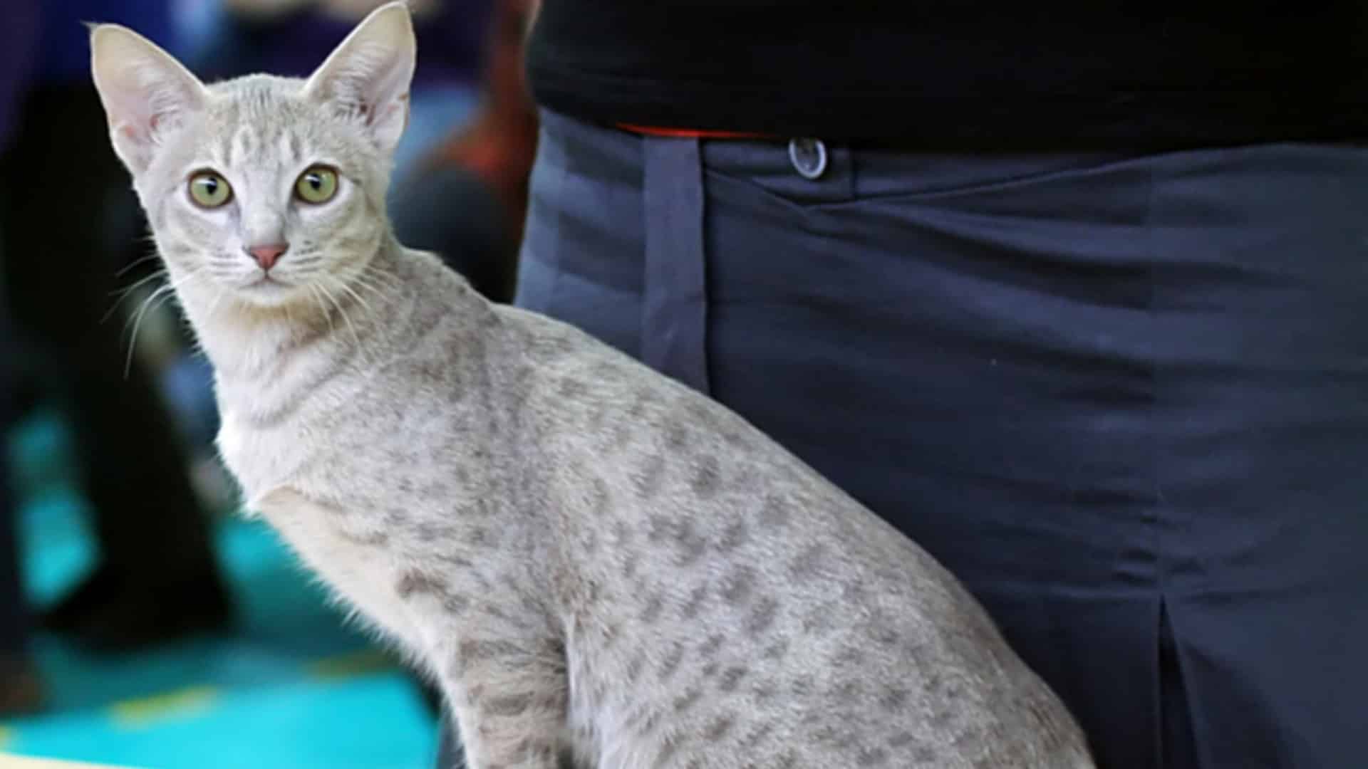 Ocicat : Prix de ce chat, Comportement & Caractère, Santé
