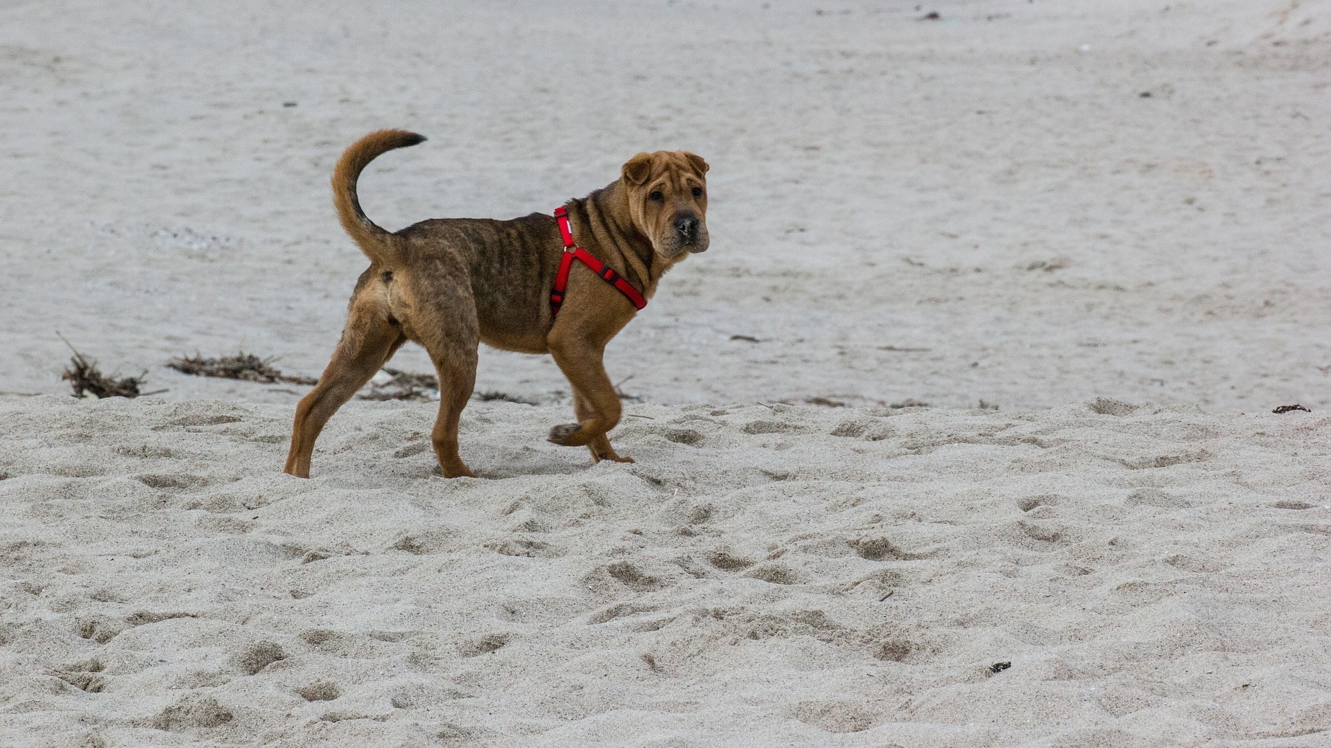 pelage Shar-pei