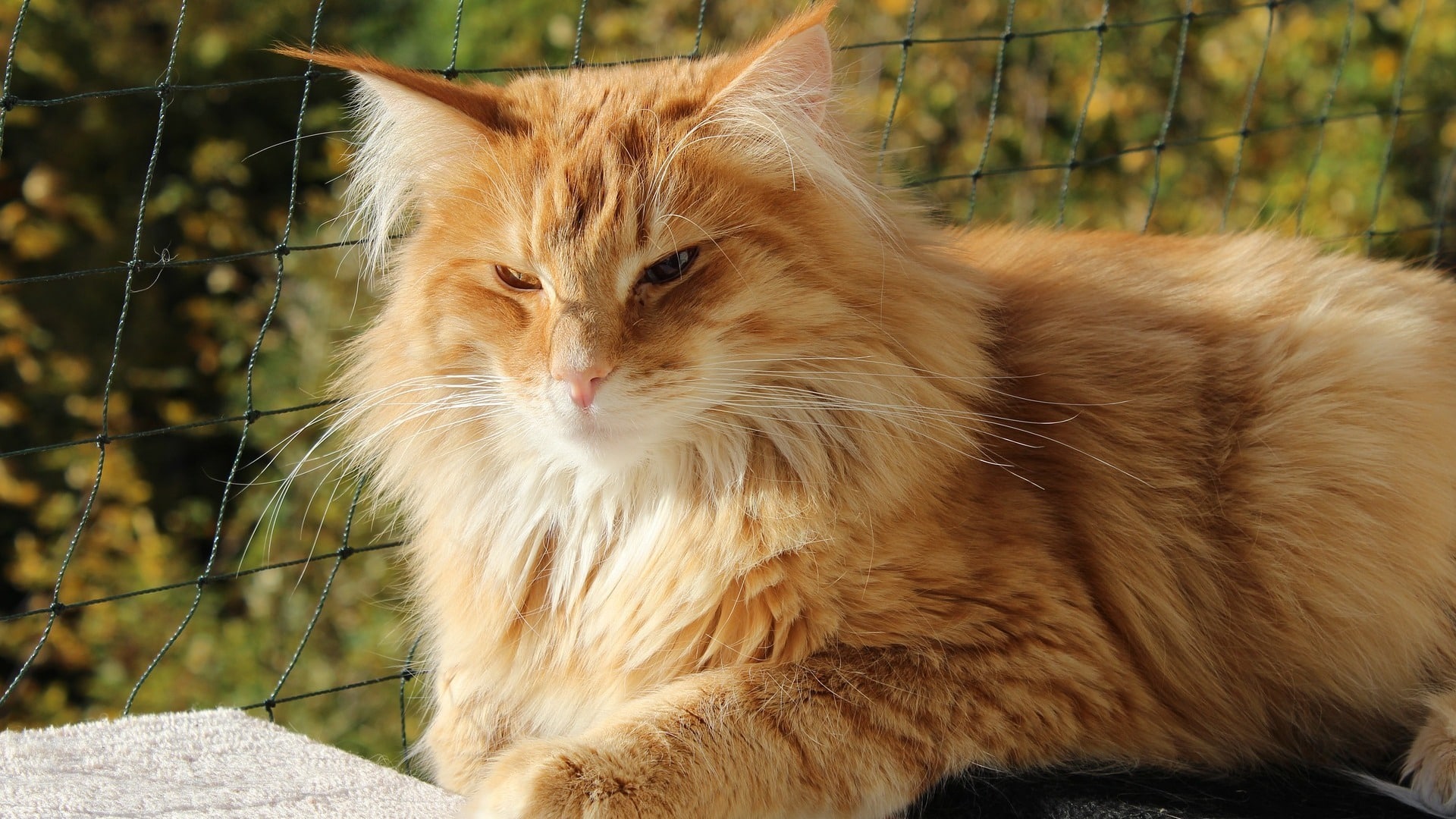 Chat Norvegien Prix Comportement Caractere Sante Chat Norvegien Prix Comportement Caractere Sante