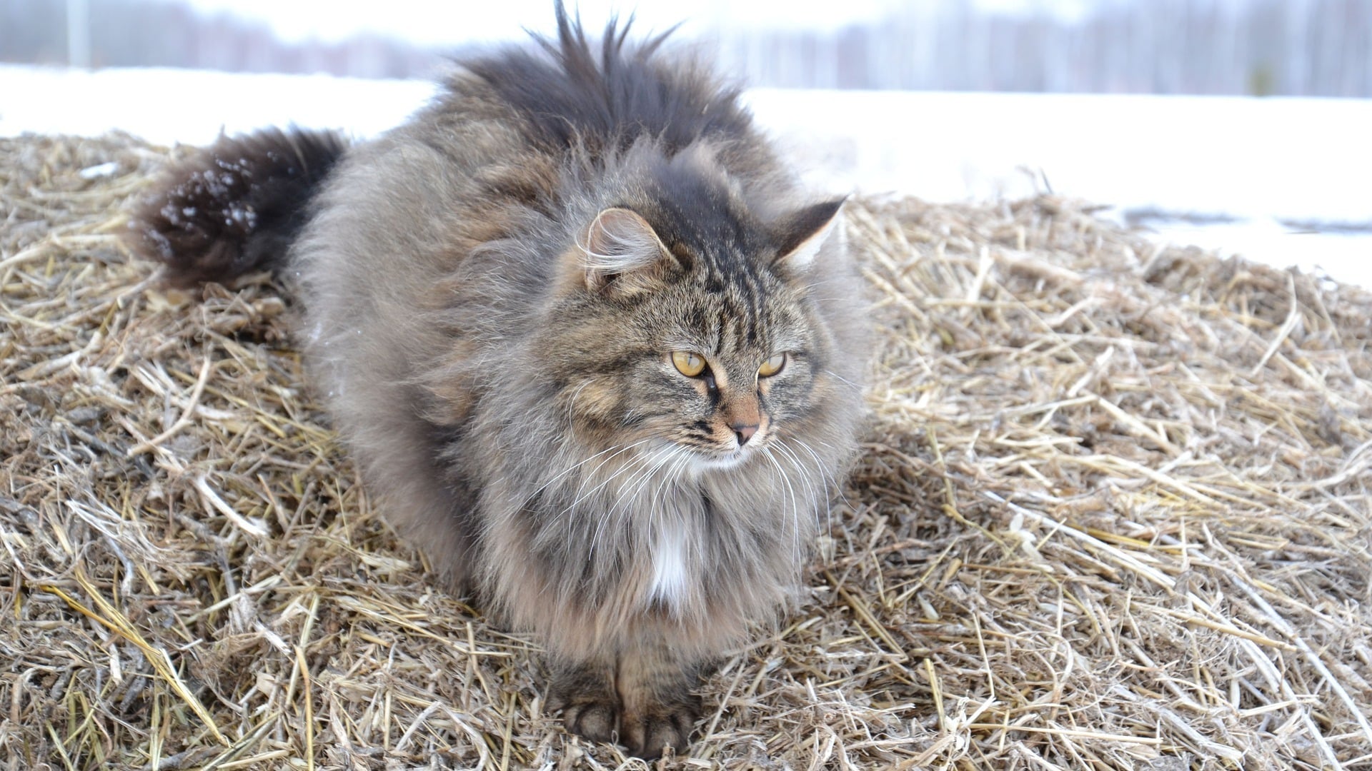 pelage chat sibérien