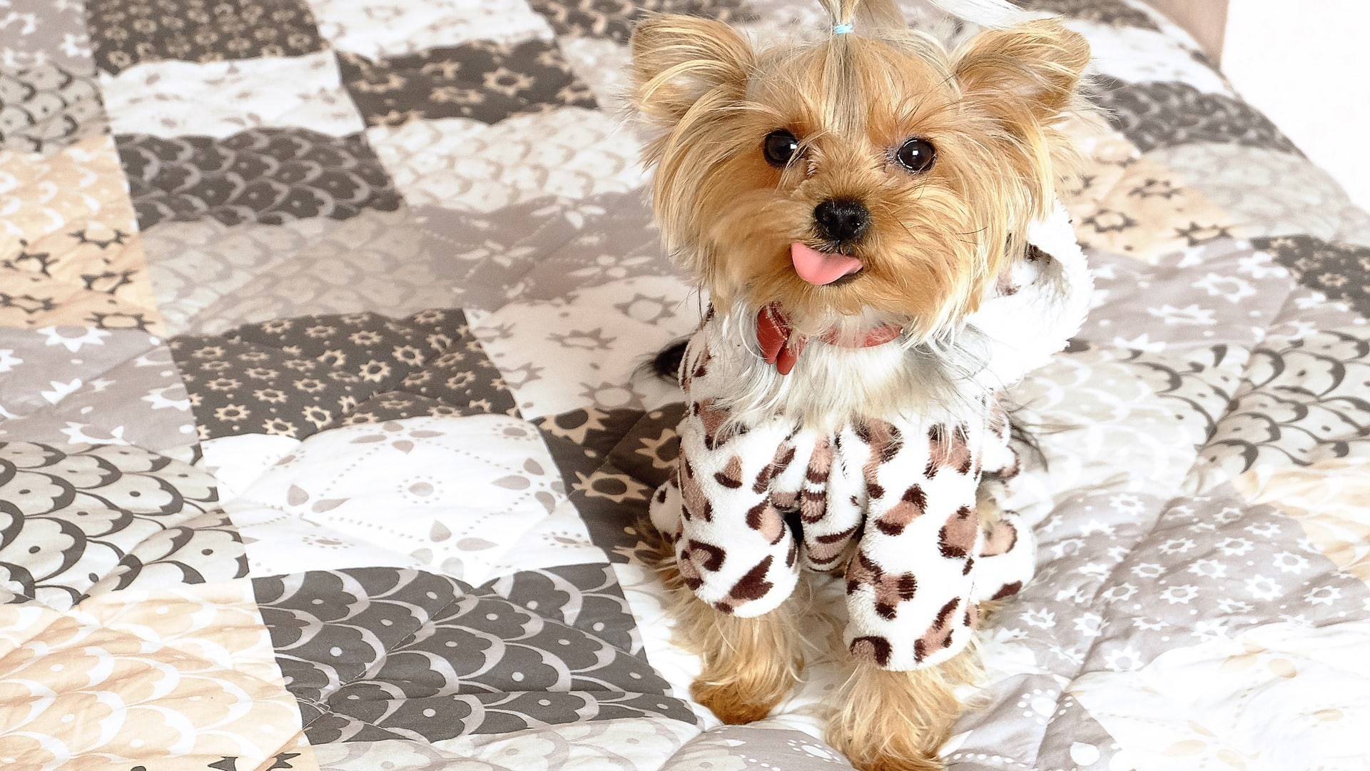 Adopter un chien d’appartement notre guide pour bien choisir