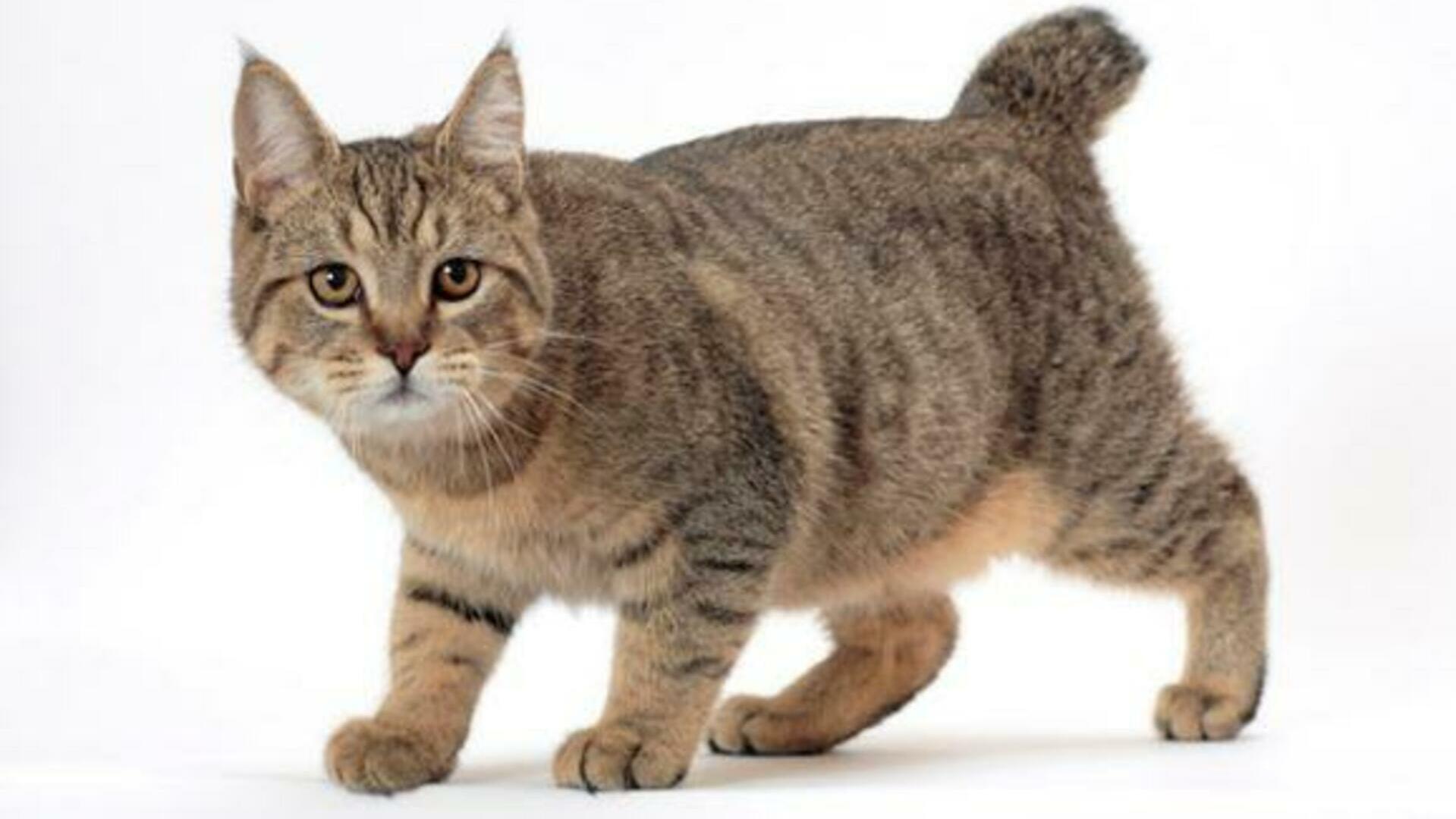 Pixie Bob Prix De Ce Chat Comportement Caractere Sante