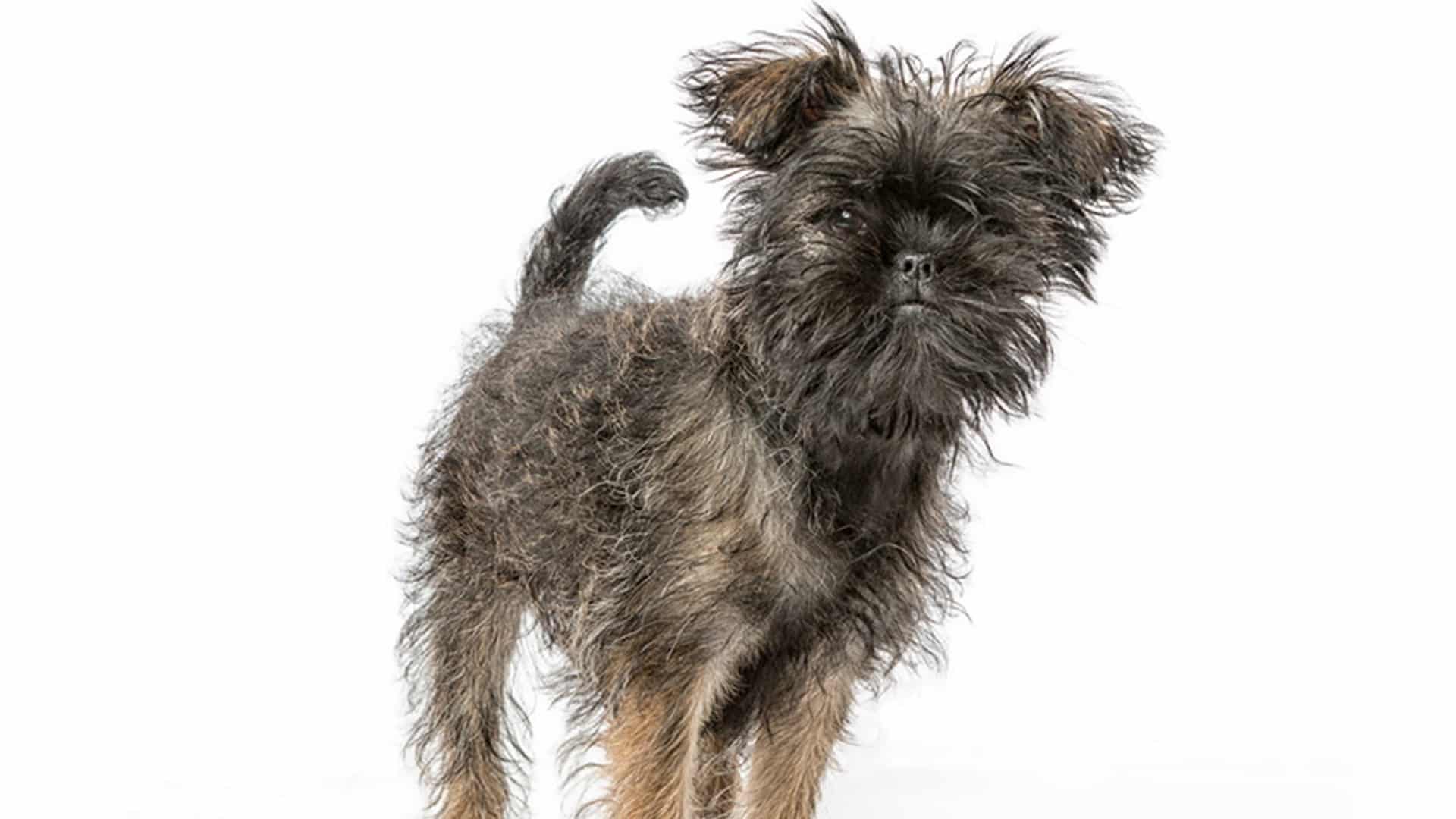 santé Affenpinscher