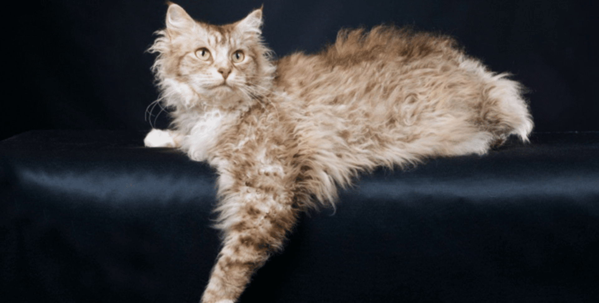 LaPerm : Prix de ce chat, Comportement & Caractère, Santé