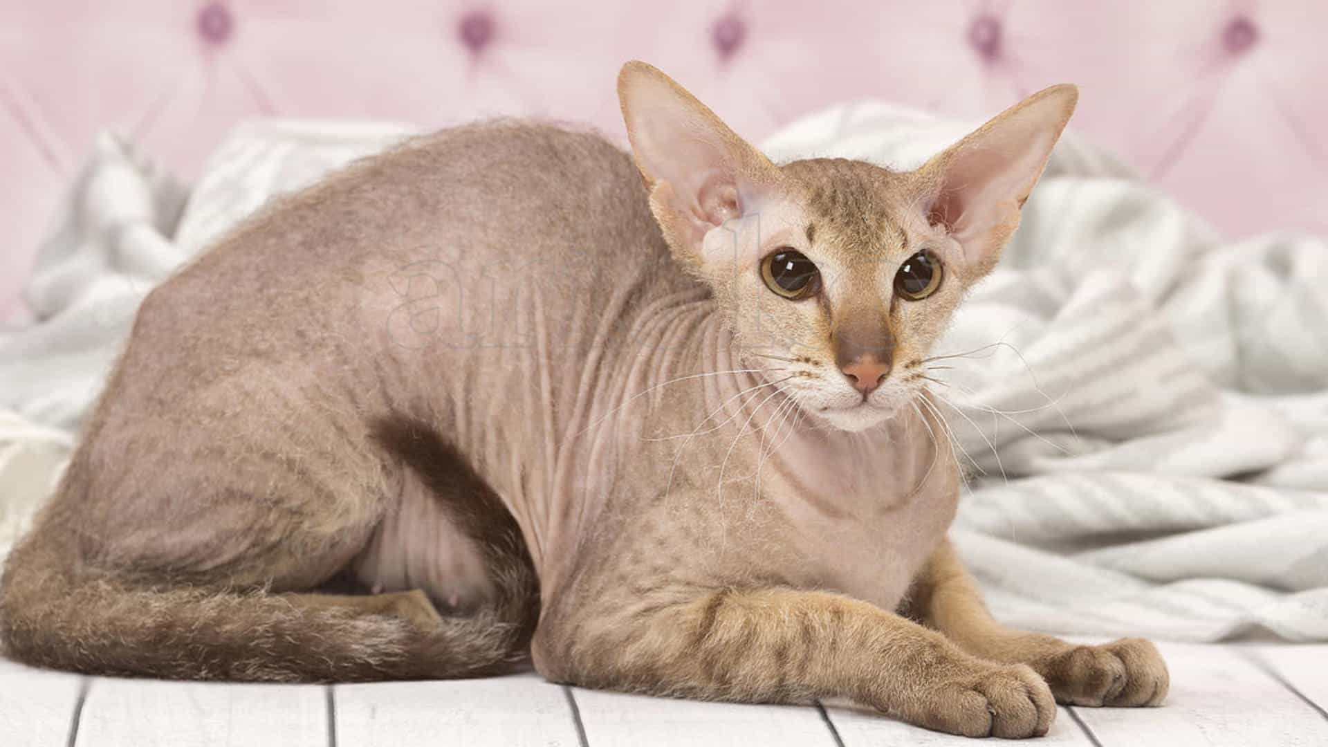 santé peterbald