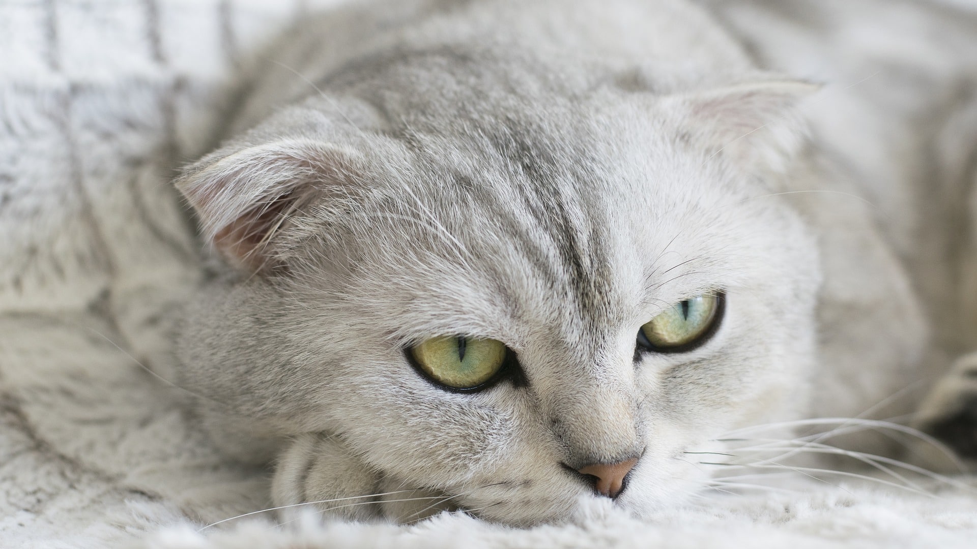 santé Scottish Fold