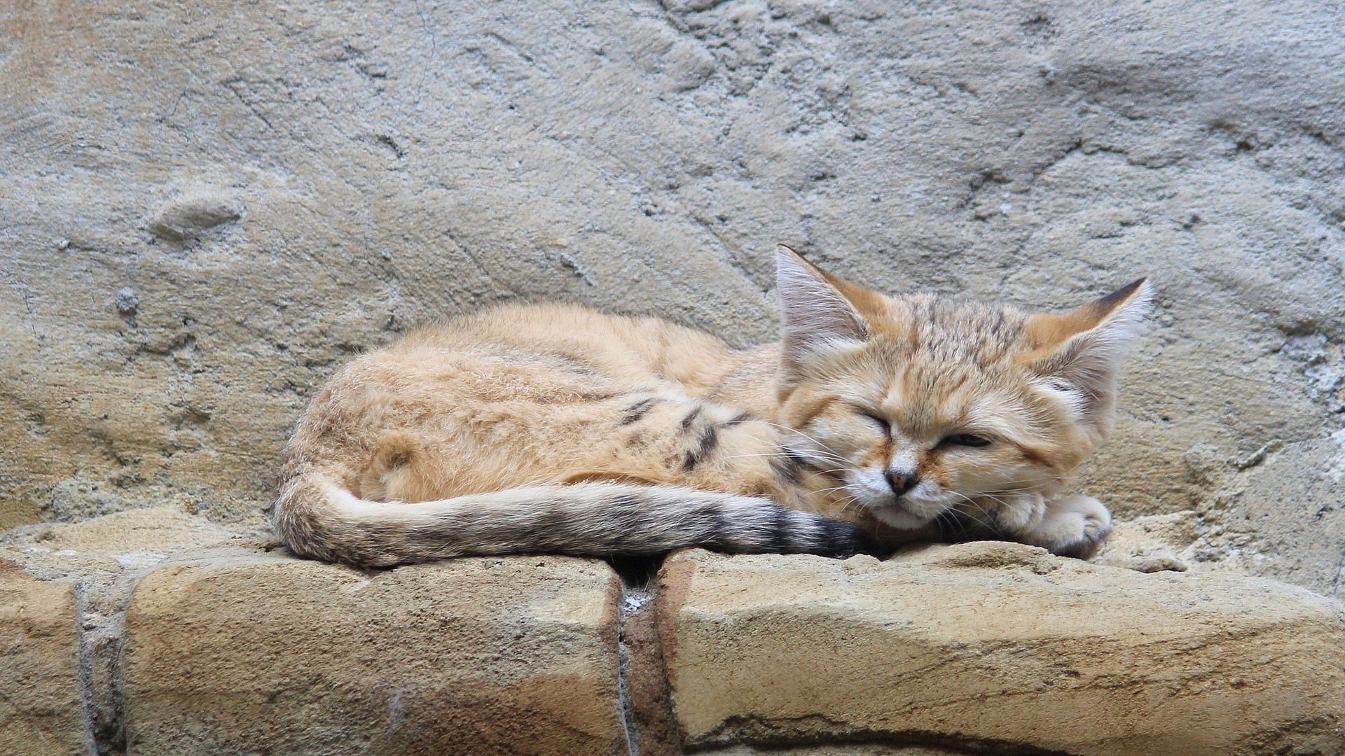 santé chat des sables